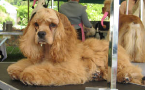 Greenwichshow0122.JPG