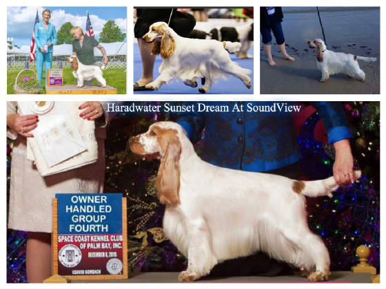 ashbrook english cockers