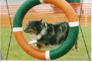 TygerAgility003.jpg