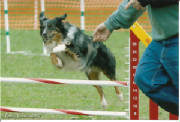 TygerAgility003.jpg