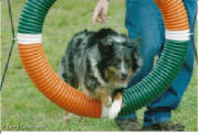 TygerAgility003.jpg