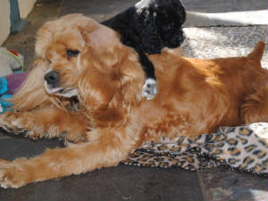 pupsmarch017.JPG